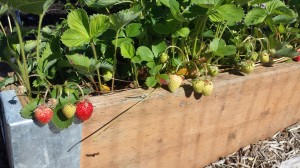 Volunteer Strawberry Patch